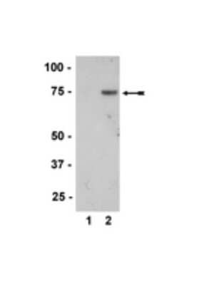 Western Blot: MKK7/MEK7 [p Thr277] Antibody [NBP2-29678]